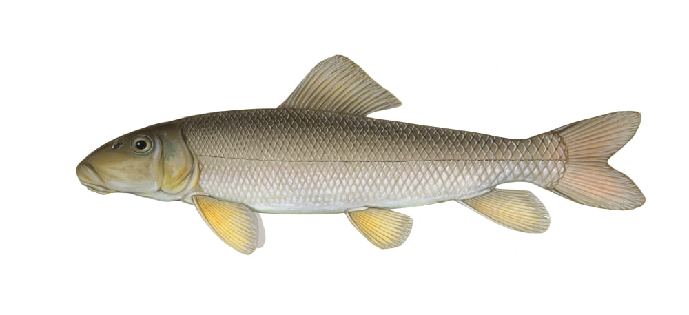 Illustration of a white sucker (Catostomus commersonii) Canvas Art - Carlyn IversonStocktrek Images (21 x 10)
