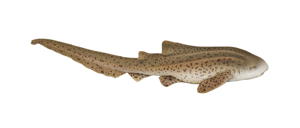 Illustration of a zebra shark (Stegostoma fasciatum) Canvas Art - Carlyn IversonStocktrek Images (43 x 19)