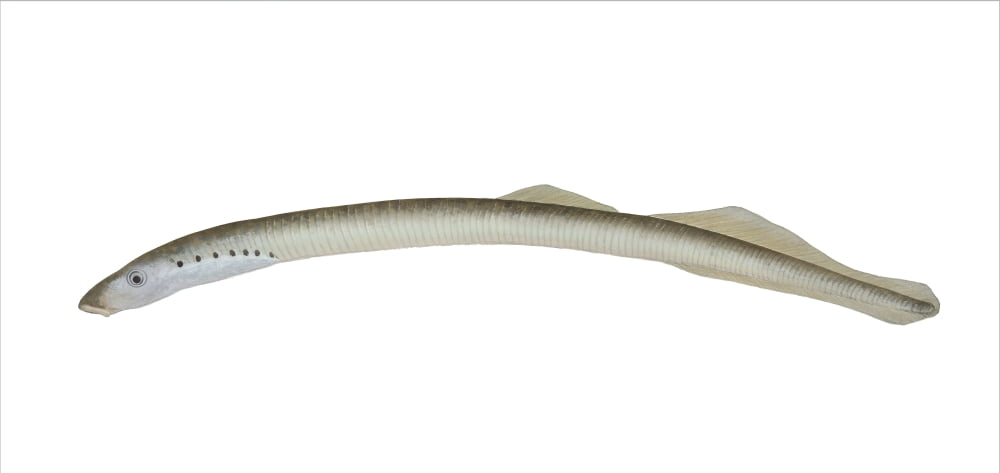 Illustration of an American brook lamprey Canvas Art - Carlyn IversonStocktrek Images (41 x 20)