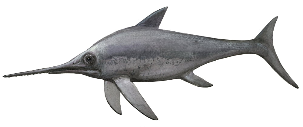 Illustration of an Eurhinosaurus from the prehistoric era Canvas Art - Sergey KrasovskiyStocktrek Images (43 x 18)