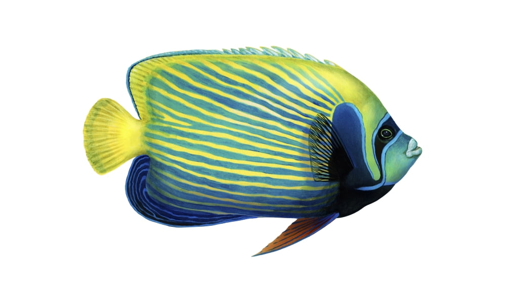 Illustration of an emperor angelfish (Pomacanthus imperator) Canvas Art - Carlyn IversonStocktrek Images (37 x 22)