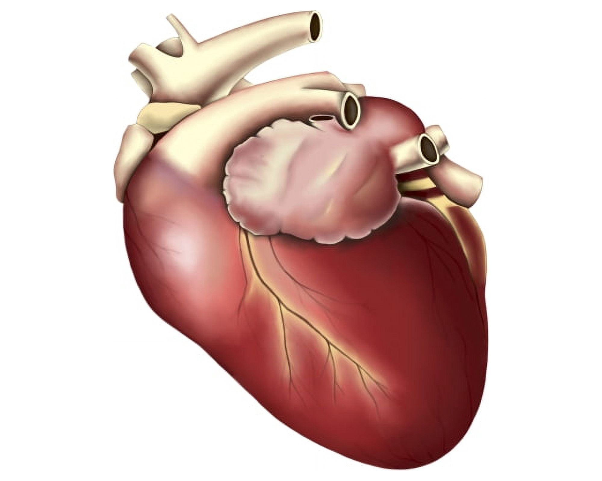 Illustration of human heart Canvas Art - Stocktrek Images (32 x 26)
