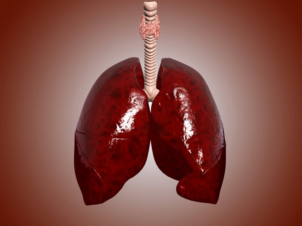 Illustration of trachea with lungs Canvas Art - Stocktrek Images (17 x 13)
