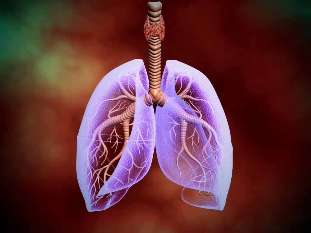 Illustration of trachea with lungs transperancy look Canvas Art - Stocktrek Images (17 x 13)