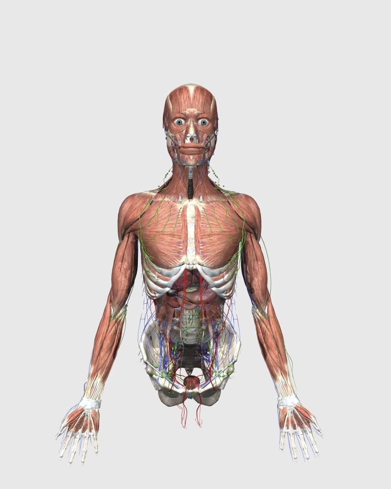 Illustration of upper human torso with muscles lymphatic system and digestive organs Canvas Art - Stocktrek Images (13 x 16)