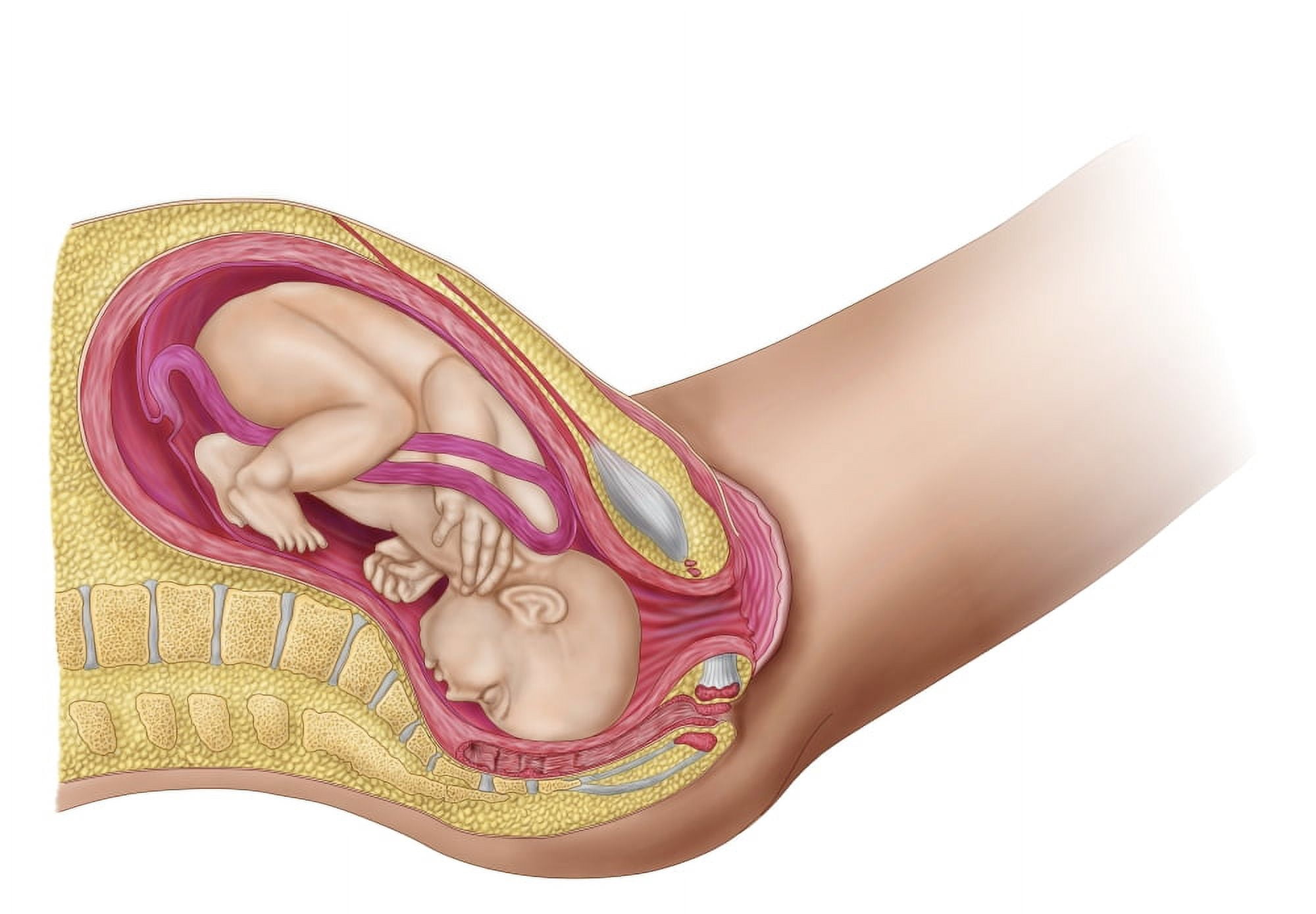 Illustration showing delivery of fetus in the womb Canvas Art - Stocktrek Images (17 x 12)