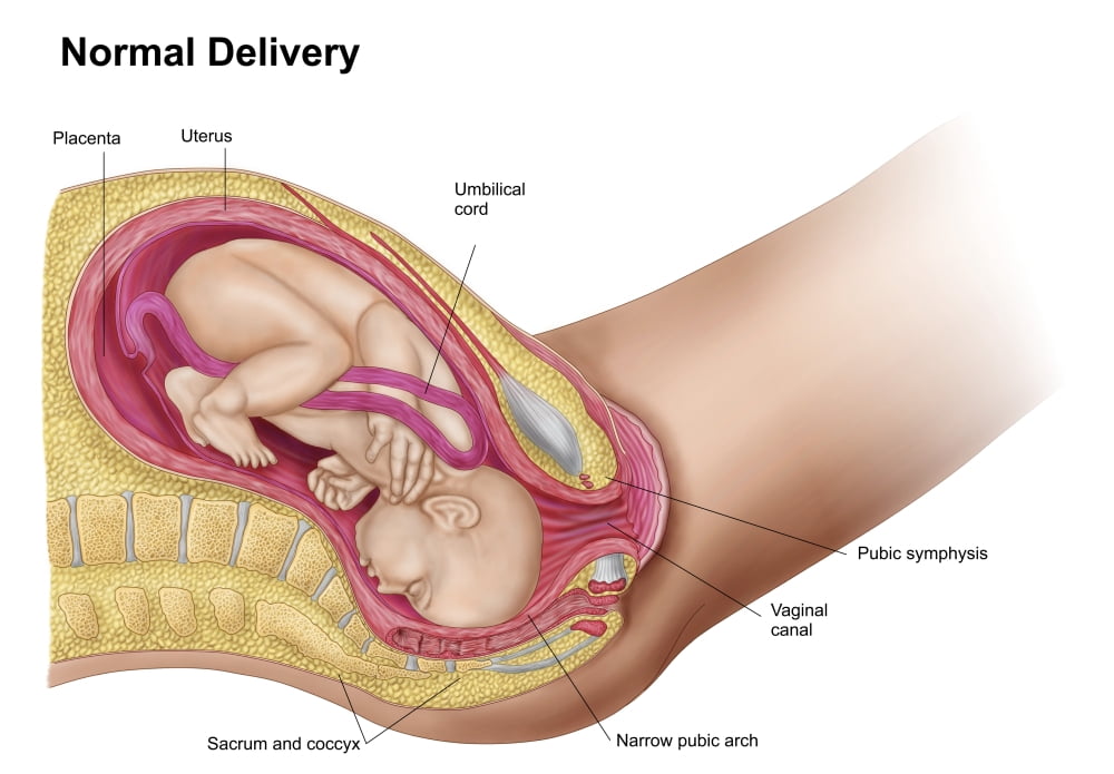 Illustration showing delivery of fetus in the womb Canvas Art - Stocktrek Images (34 x 24)