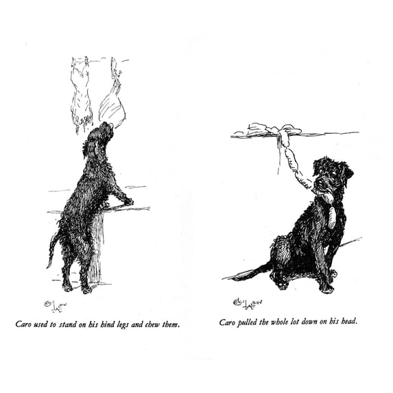 Illustrations Of A Black Dog By Cecil Aldin Poster Print By Mary Evans Picture Library (24 X 18)