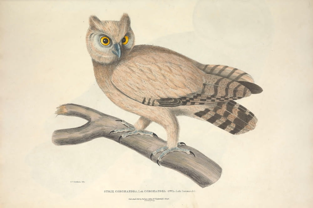 Illustrations of Indian Zoology 1830 Coromandel Owl Canvas Art - B Hawkins (24 x 36)