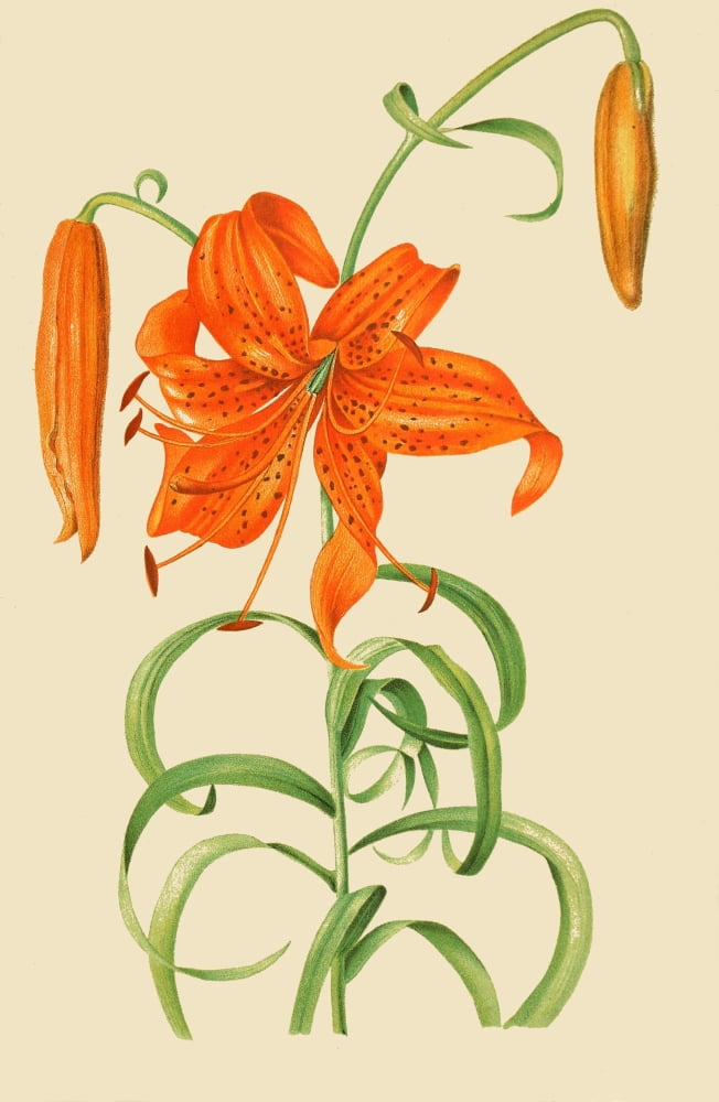 Illustrierte Garten-Zeitung 1864 Lily 1 Canvas Art - Unknown (18 x 24)
