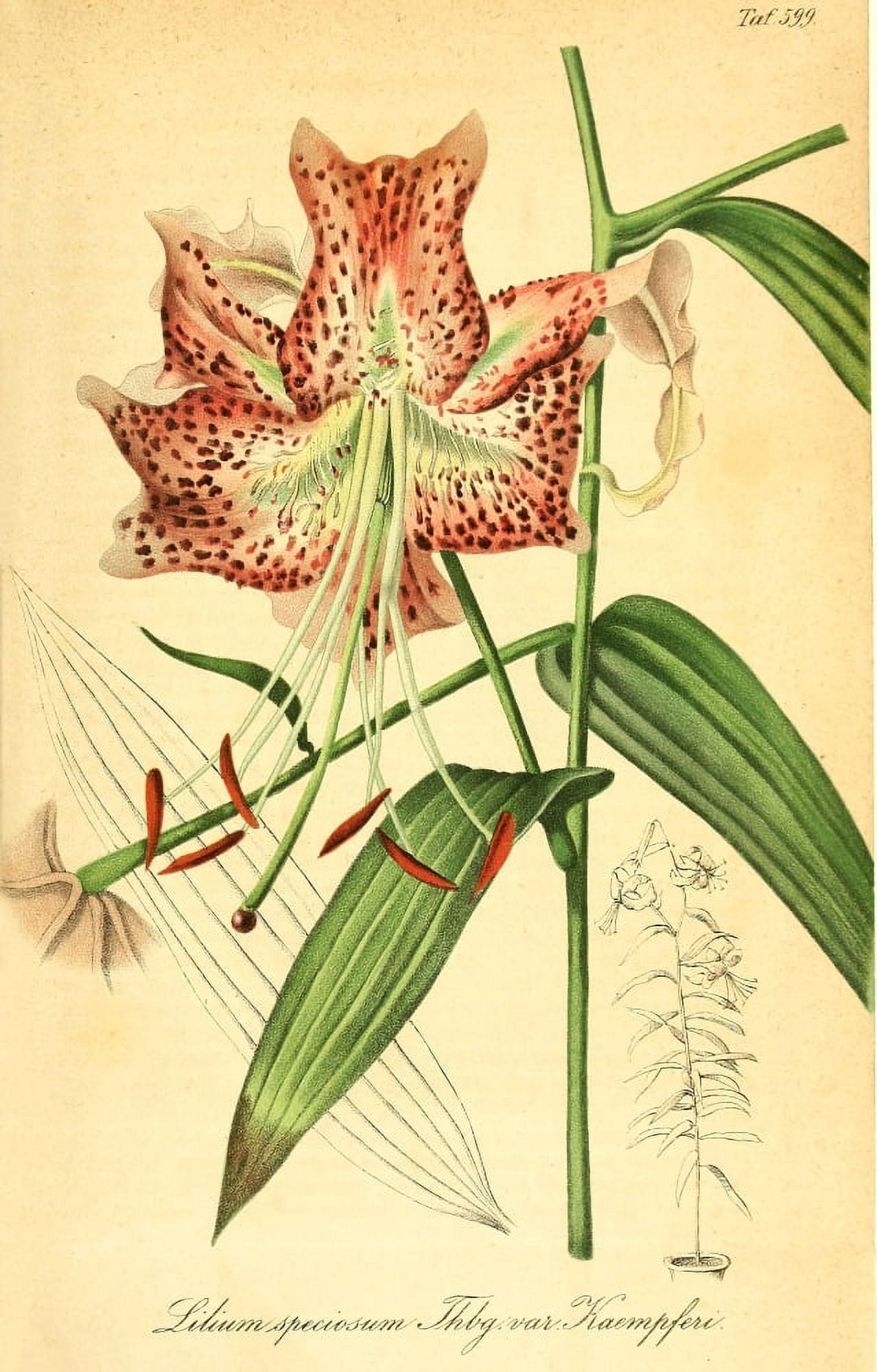 Illustrierte Garten-Zeitung 1864 Lily 2 Canvas Art - Unknown (24 x 36)