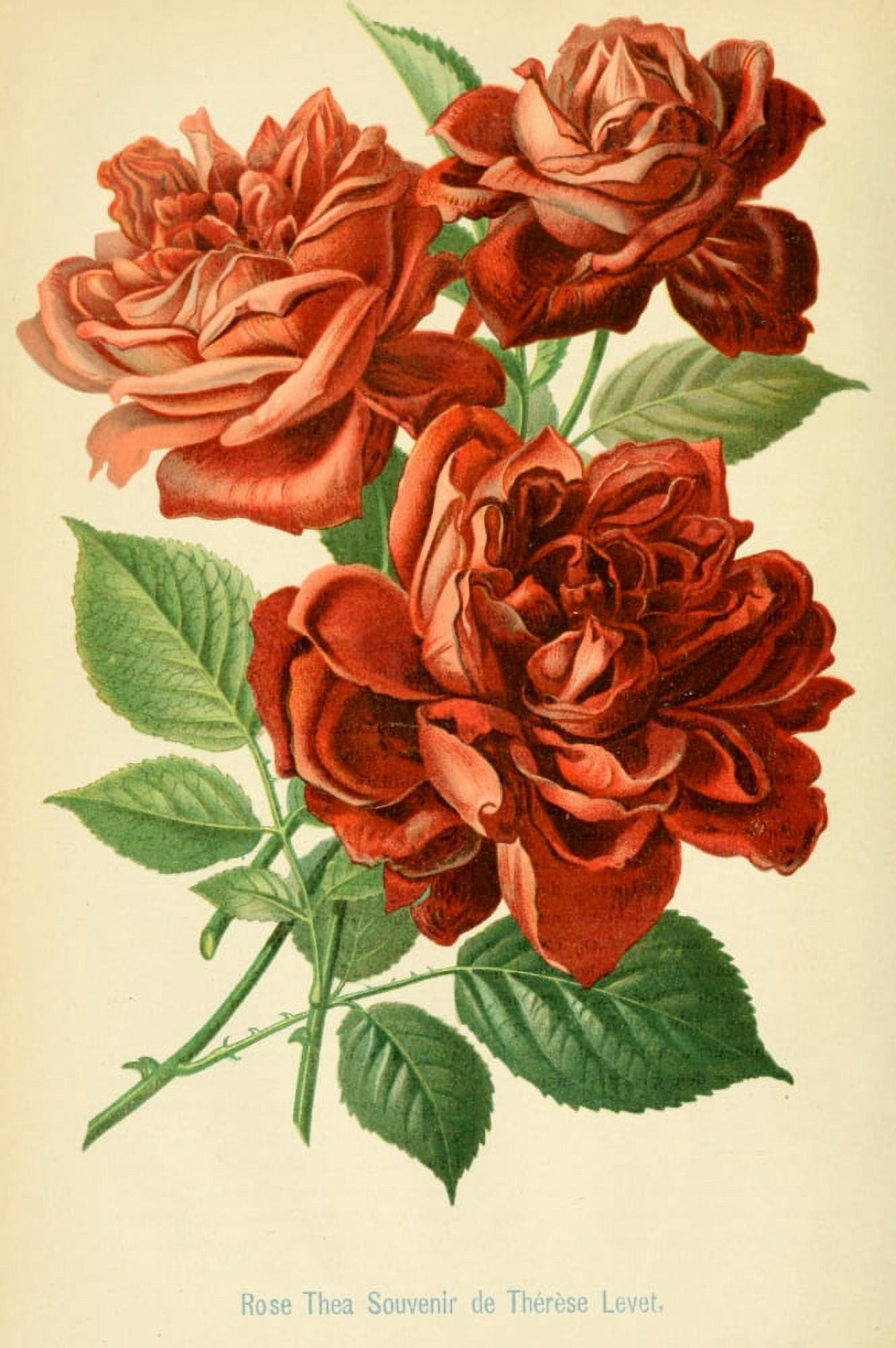 Illustrierte Garten-Zeitung 1879 Rose Thea Canvas Art - Unknown (24 x 36)