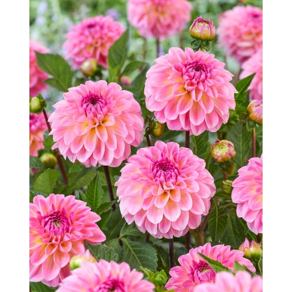 Ilse Giant Ball Dahlia - 1 Root Clump - Pretty Pink! - #1 Size