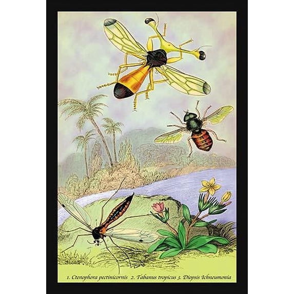 Iluustrated plate from the 1840 book, "Introduction to Entomology" by the Scottish Naturalist, James Duncan (1804_1861). Poster Print by James Duncan (24 x 36)