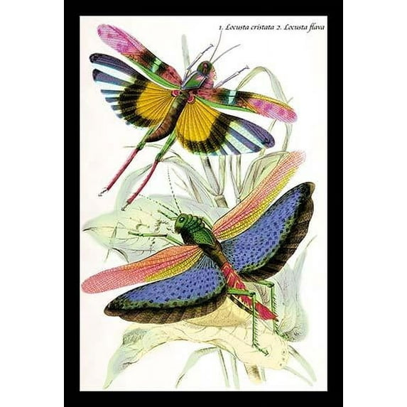 Iluustrated plate from the 1840 book, "Introduction to Entomology" by the Scottish Naturalist, James Duncan (1804_1861). Poster Print by James Duncan (24 x 36)