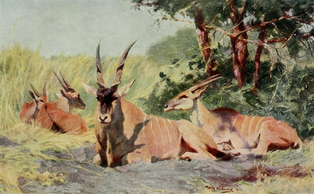 Im Lande meiner Modelle 1918 Antelope Canvas Art - FW Kuhnert (18 x 24)