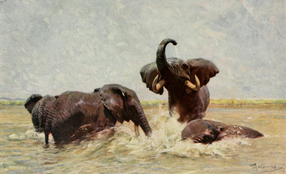 Im Lande meiner Modelle 1918 Elephants Bathing Canvas Art - FW Kuhnert (24 x 36)