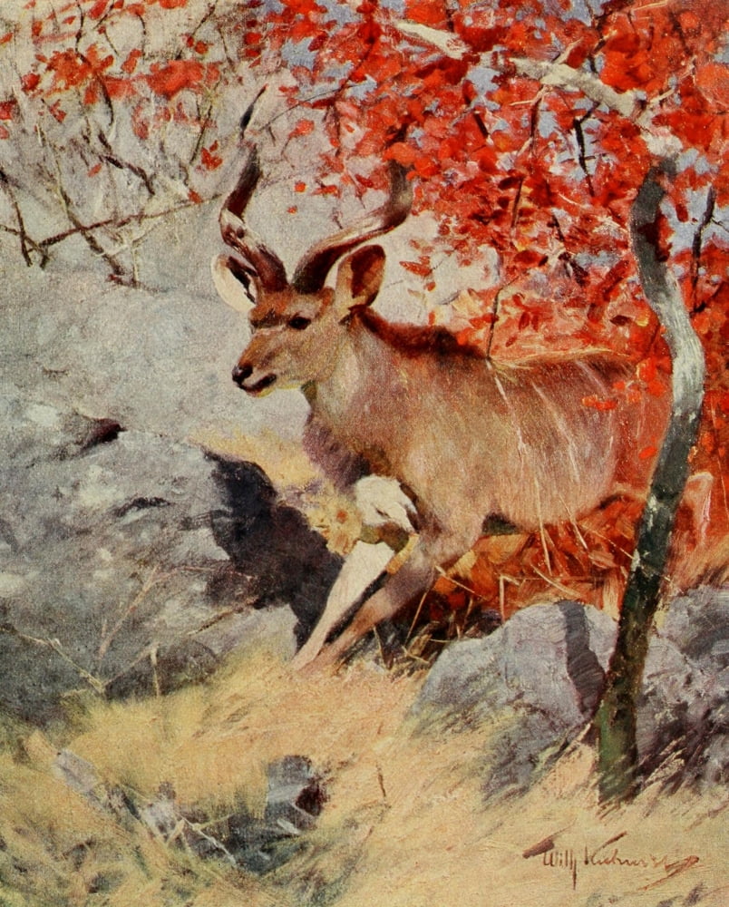 Im Lande meiner Modelle 1918 Kudu Canvas Art - FW Kuhnert (24 x 36)