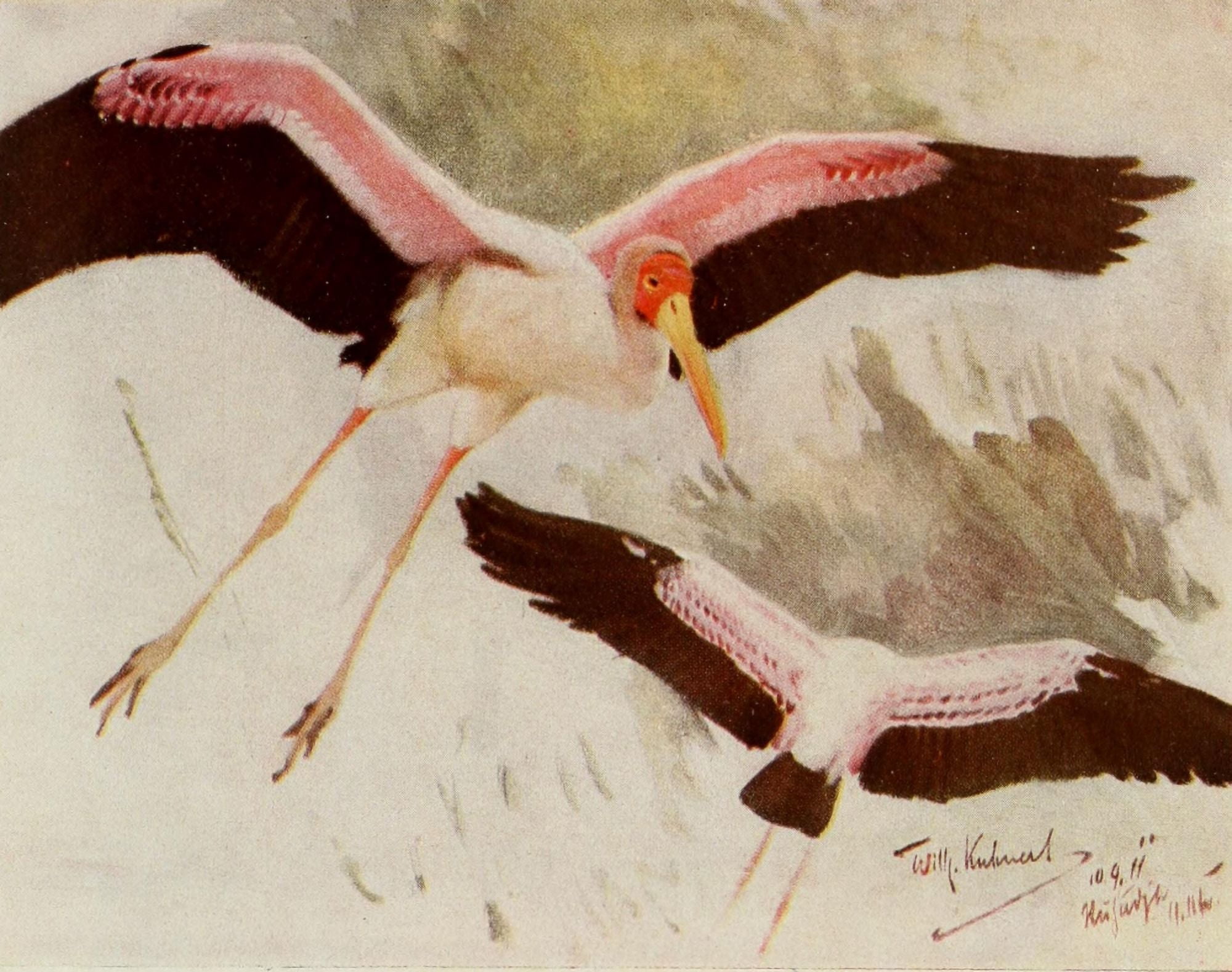 Im Lande meiner Modelle 1918 Yellow-billed Stork Canvas Art - FW Kuhnert (24 x 36)
