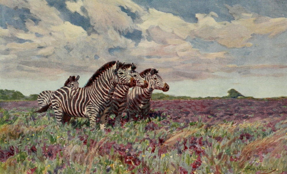 Im Lande meiner Modelle 1918 Zebra Canvas Art - FW Kuhnert (24 x 36)