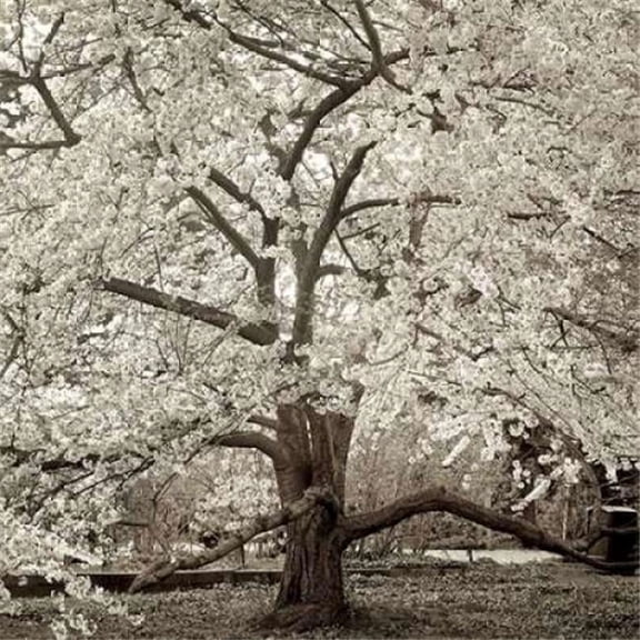 Image Conscious PDXABTR98LARGE Hampton Magnolia - 2 Poster Print by Alan Blaustein, 24 x 24 - Large