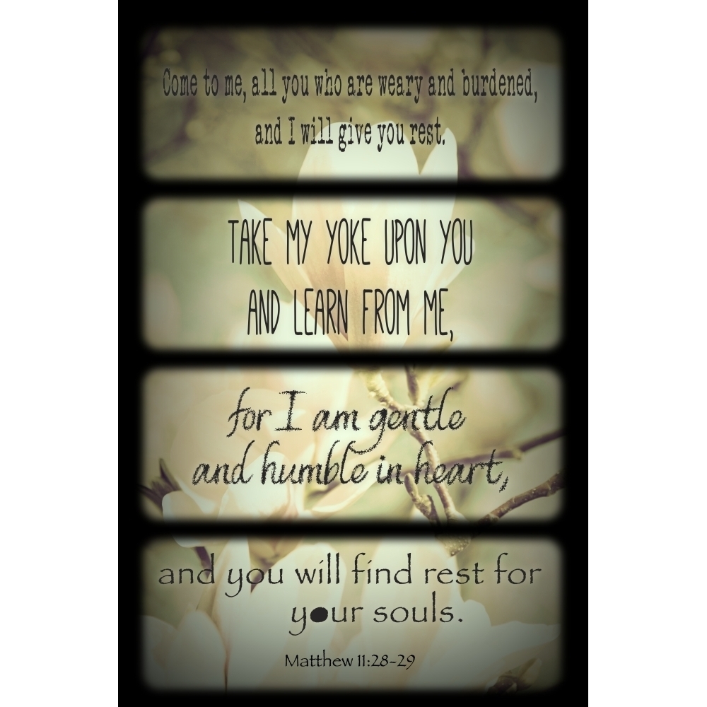 Matthew 11:28 29 Image Of A Blossoming White Flower And Scripture From Matthew 11:28-29 ...