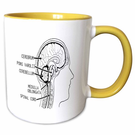 3drose, Image of Diagram of Parts of Human Brain Labeled, 15oz Two-tone Yellow Mug