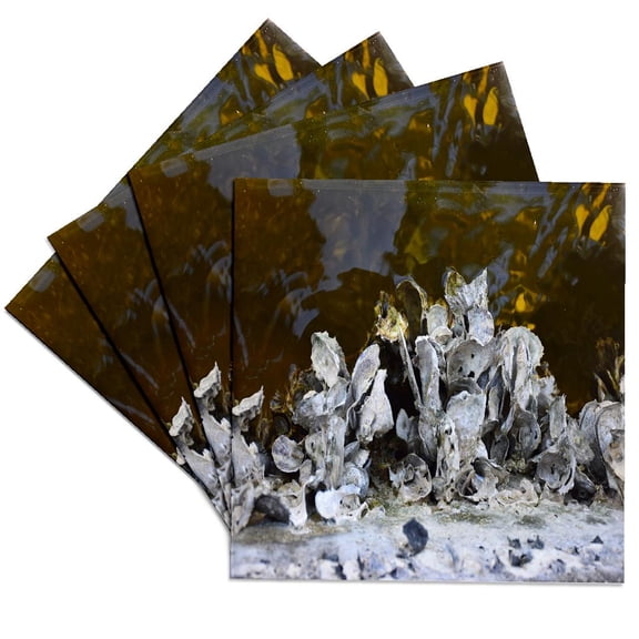 3drose, Image of Oyster Shells Line the Seawalls in Florida Canal, Set of 4 Ceramic Tile Coasters