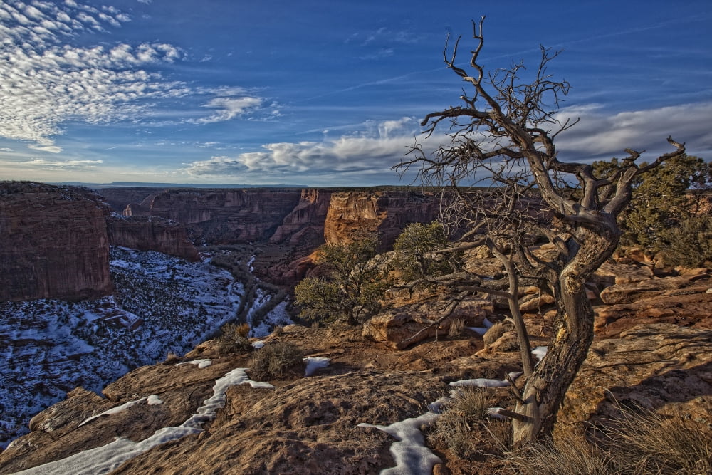 Image Of Tree With Vibrant Blue Sky On The Rim On Canyon De Chelley Arizona Canvas Art - Robert Postma Design Pics (17 x 11)