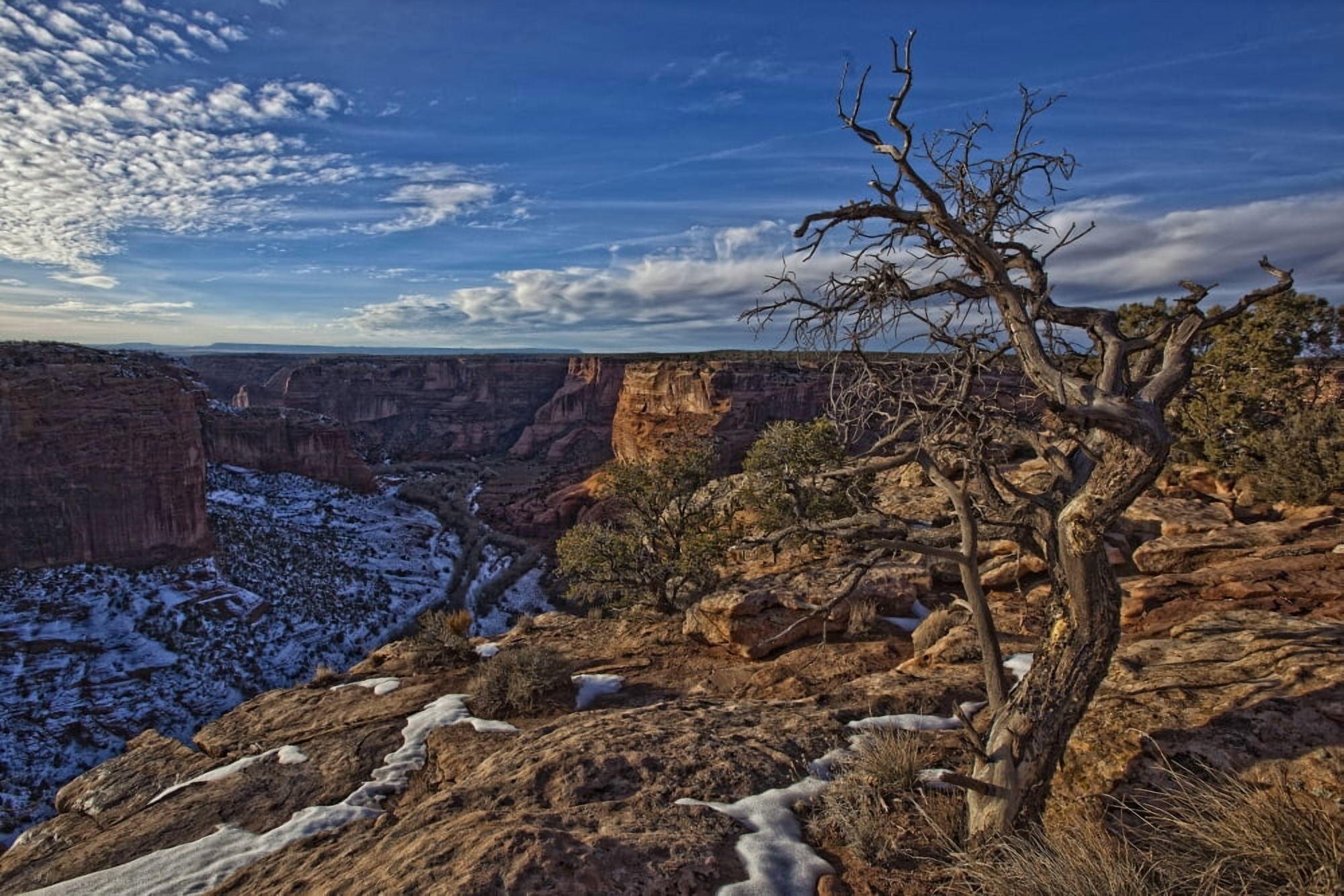 Image Of Tree With Vibrant Blue Sky On The Rim On Canyon De Chelley Arizona Canvas Art - Robert Postma Design Pics (34 x 22)