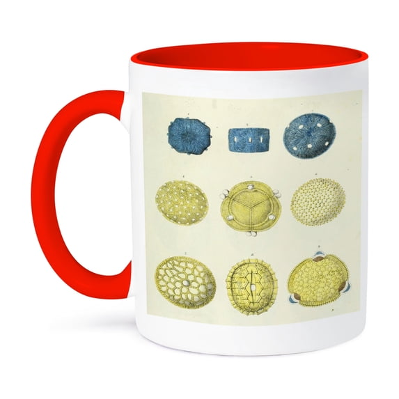 3dRose, Image of vintage pollen closeup 1837, 11oz Two-Tone Red Mug