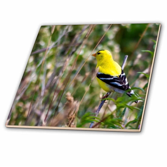3dRose, Image of Yellow And White Gold Finch On Tree Branch, 4 Inch Ceramic Tile
