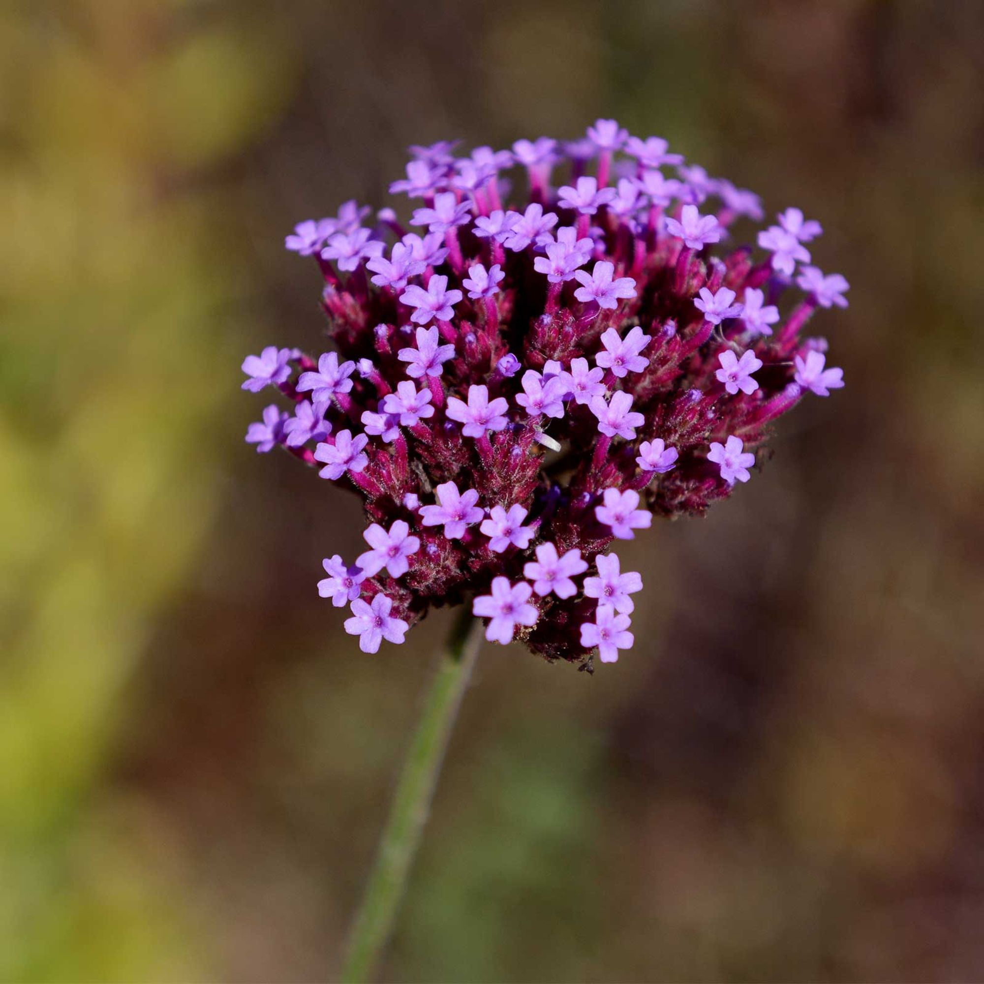 Imagination Verbena ~500 Seeds – Verbena speciosa—84–98 Days to Bloom—AAS Winner – Heat & Drought Tolerant – Violet-Blue Flowers – Full Sun – Annual Bedding