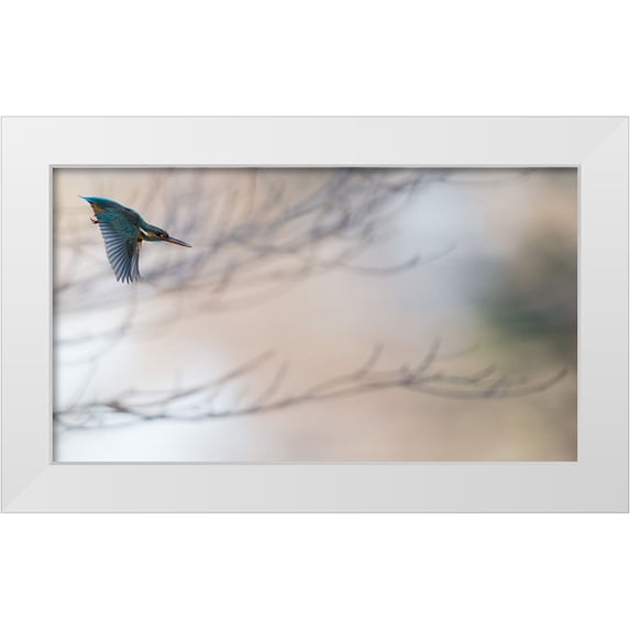 Imai, Kunito 24x15 White Modern Wood Framed Museum Art Print Titled - Kingfisher