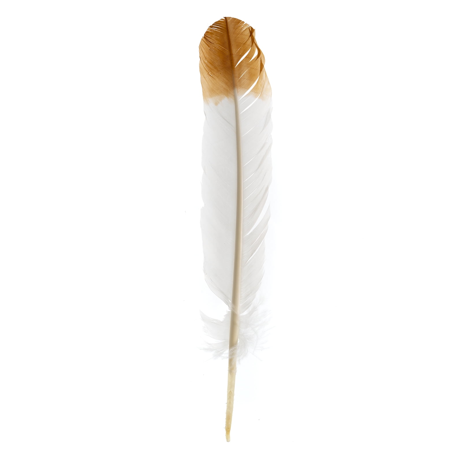 Imitation Eagle Feather 12in White & Brown (3 Header, 18pcs)