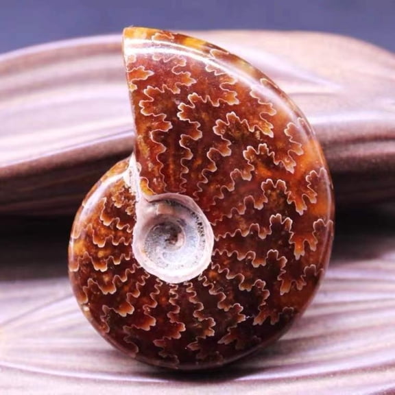 Imitation Fossil Gastropod Shell 3 to 4cm Crystal Specimen Decoration Aquarium Terrarium Display Collectible Ornament 1PC