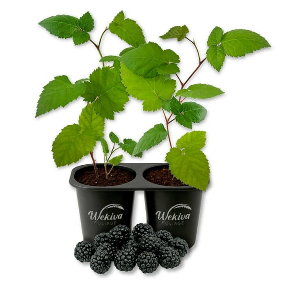 Immaculate Blackberry Plant - 2 Live Starter Plants - Rubus - Edible Fruit Bearing Bush for Patio and Garden