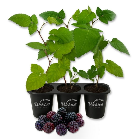 Immaculate Blackberry Plant - 3 Live Starter Plants - Rubus - Edible Fruit Bearing Bush for Patio and Garden