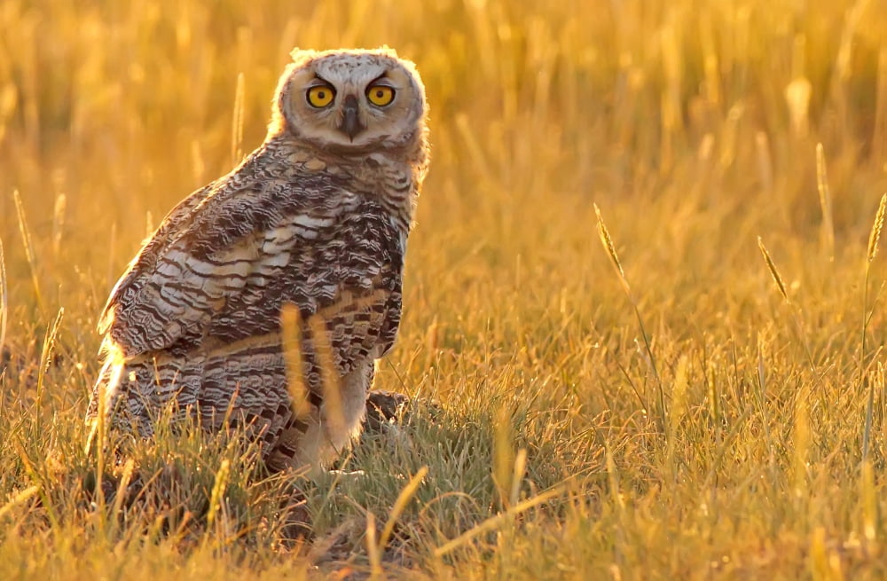 Immature Great Horned Owl Backlit In A Grass Field Saskatchewan Canvas Art - Robert Postma Design Pics (17 x 11)