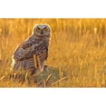 thumbnail image 1 of Immature Great Horned Owl Backlit In A Grass Field, Saskatchewan Poster Print (34 x 22), 1 of 3