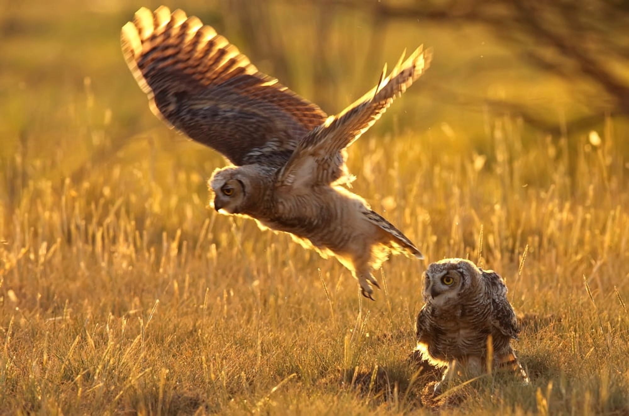 Immature Great Horned Owls Backlit In A Grass Field Saskatchewan Canvas Art - Robert Postma Design Pics (34 x 22)