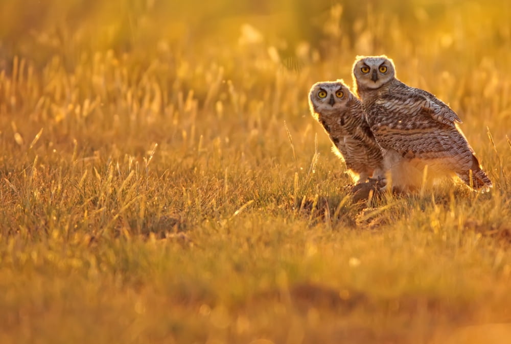 Immature Great Horned Owls Backlit In A Grass Field Saskatchewan Canvas Art - Robert Postma Design Pics (34 x 22)