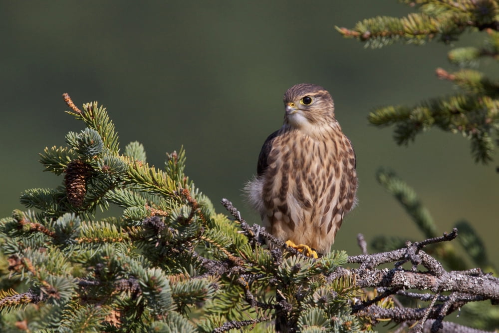 An Immature Pigeon Hawk (Merlin) Sits On A Tree Branch In The Turnagain Pass Area Kenai Peninsula Southcentral Alaska Canvas Art - Doug Lindstrand Design Pics (38 x 24)