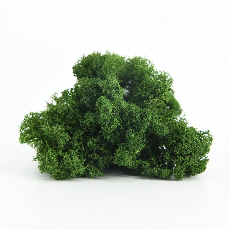 Immortal Moss boxed moss plant wall landscaping Moss shop window interior decorations micro-landscape eternal flower Moss. - Military Green