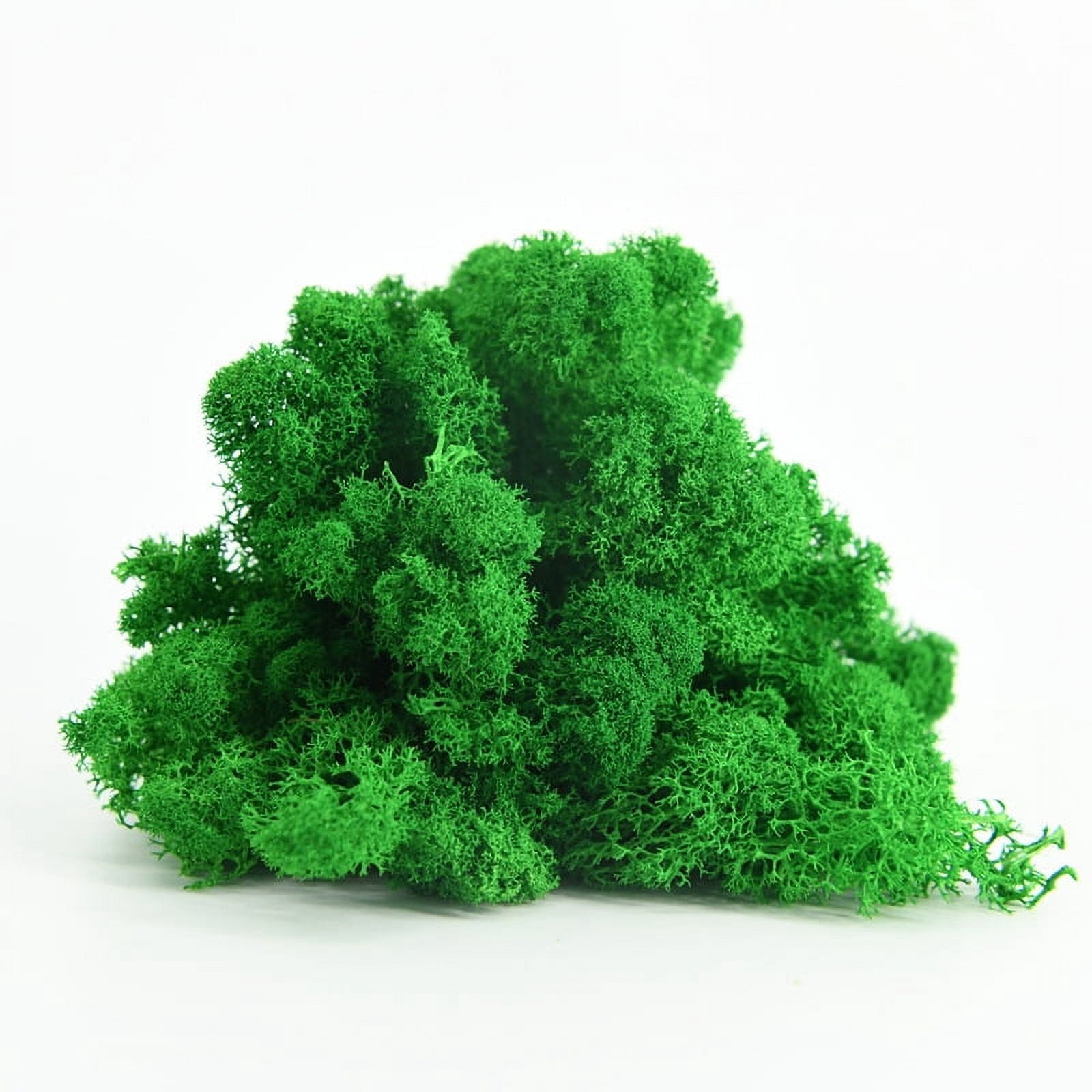 Immortal Moss boxed moss plant wall landscaping Moss shop window interior decorations micro-landscape eternal flower Moss. - light green