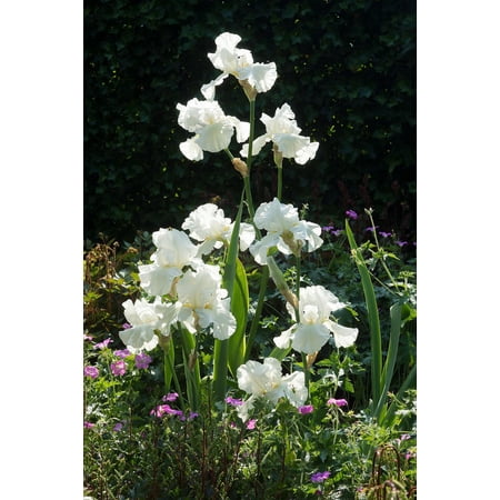 Immortality Tall Bearded German Iris - REBLOOMER - One Top Size Root