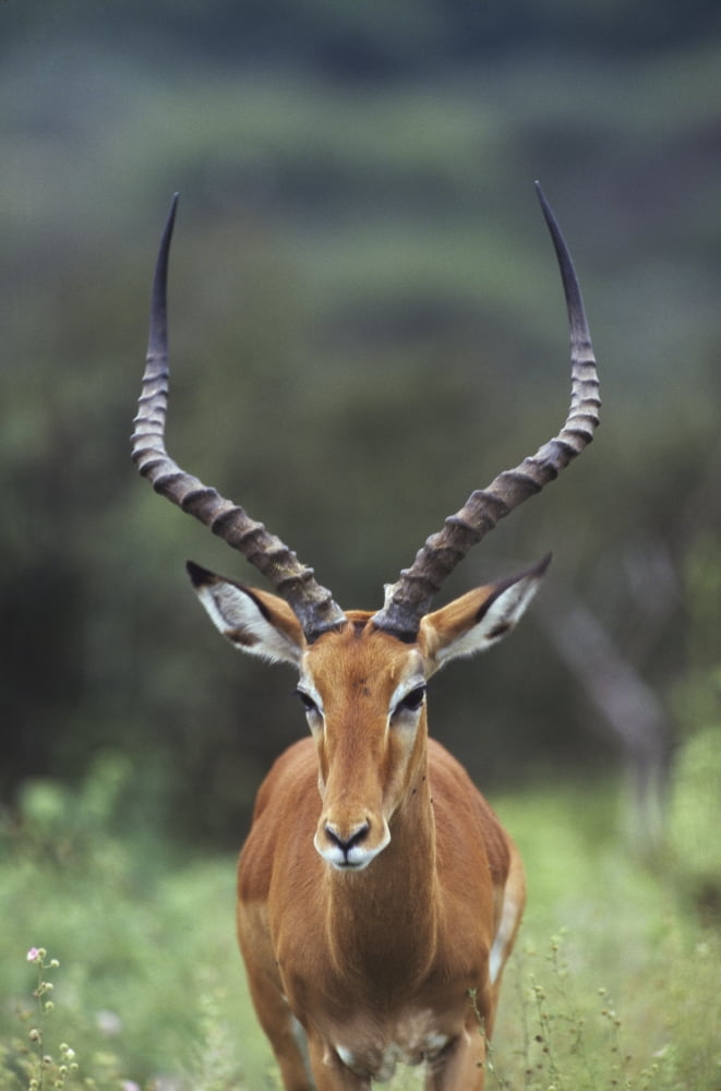 Impala (Aepyceros Melampus) Buck Canvas Art - David Ponton Design Pics (12 x 19)