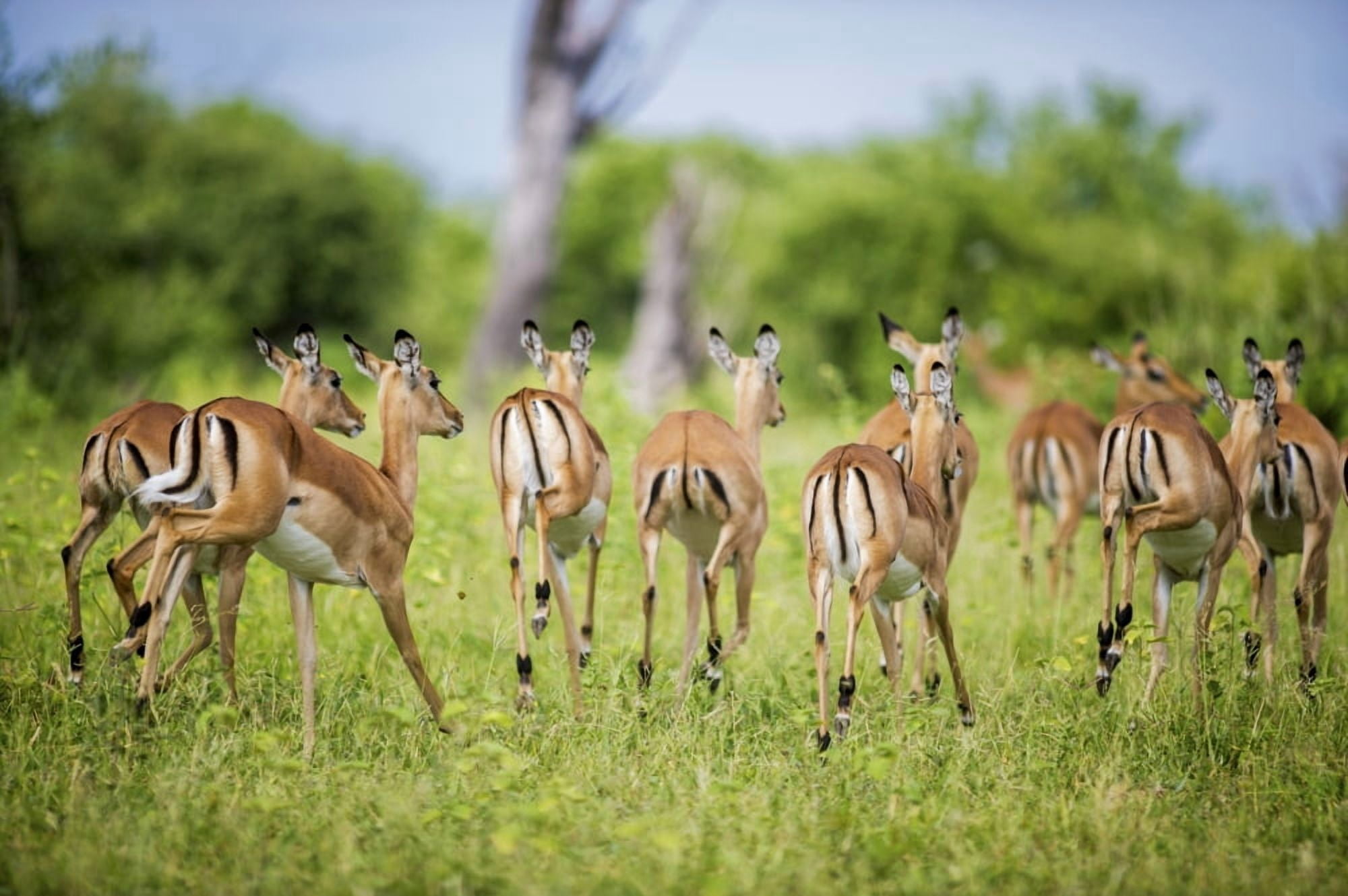 Impala (Aepyceros melampus) Chobe National Park Kasane Botswana Canvas Art - Remsberg Inc Design Pics (19 x 12)