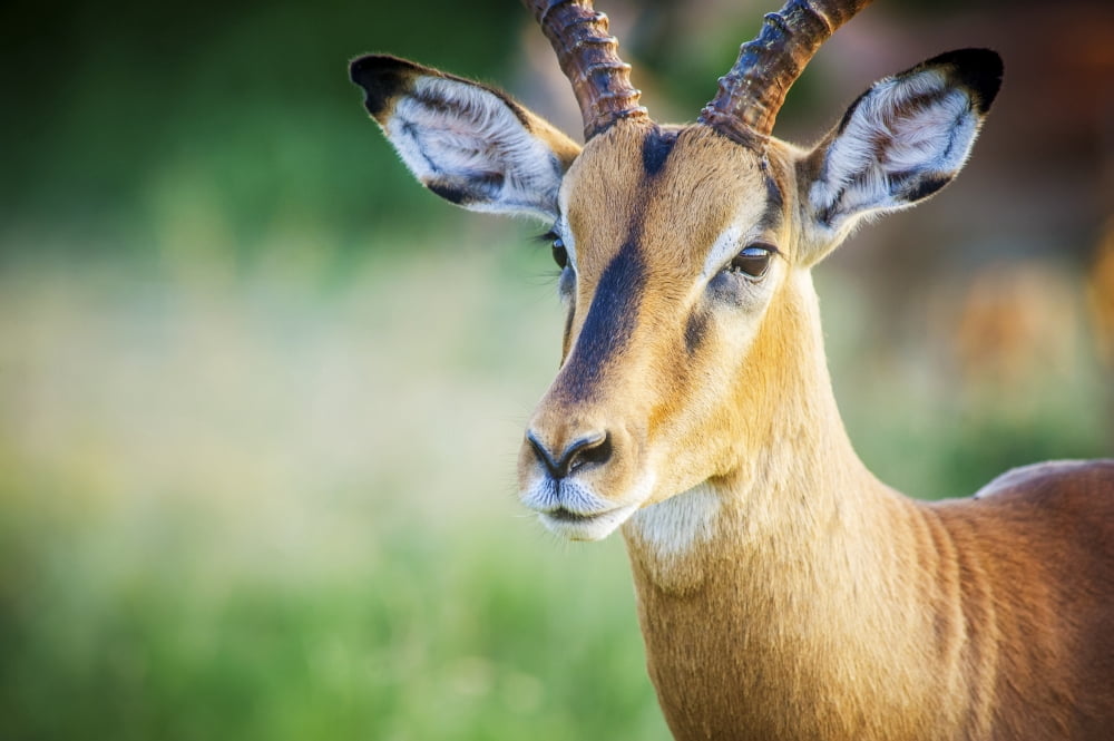 Impala (Aepyceros melampus) Kruger National Park South Africa Canvas Art - Remsberg Inc Design Pics (19 x 12)