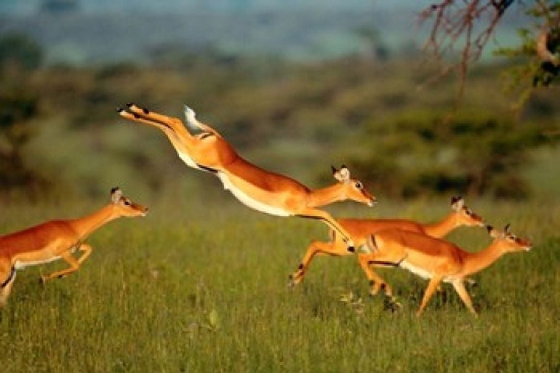 Impala Aepyceros melampus Mara River Kenya Canvas Art - Art Wolfe DanitaDelimont (17 x 11)